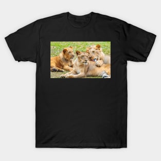 Lions T-Shirt